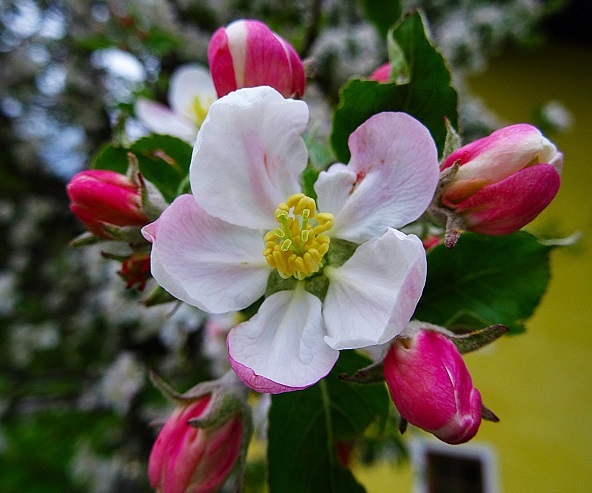 Foto: Harald Ernst, dem ich fuer die Ueberlassung herzlich danke.